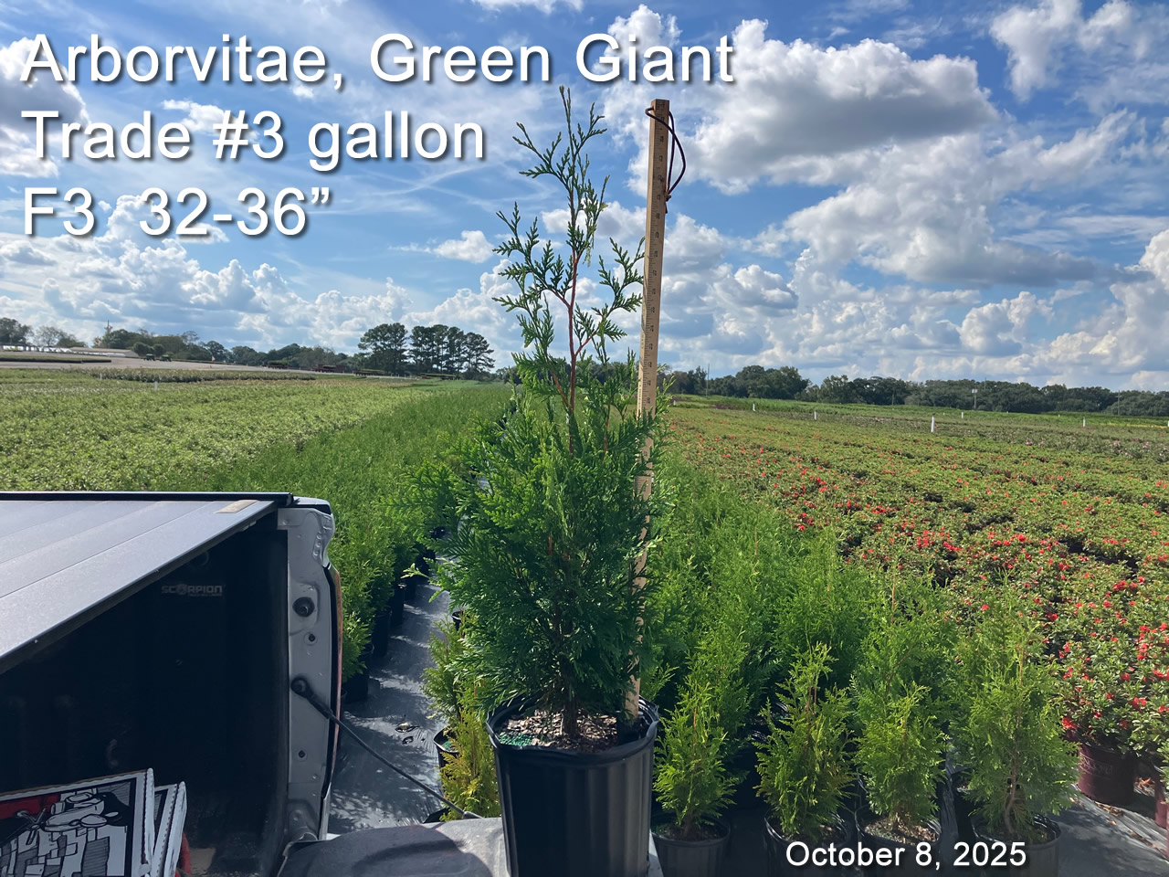 gallery/avgg3t f3 oct8.jpg